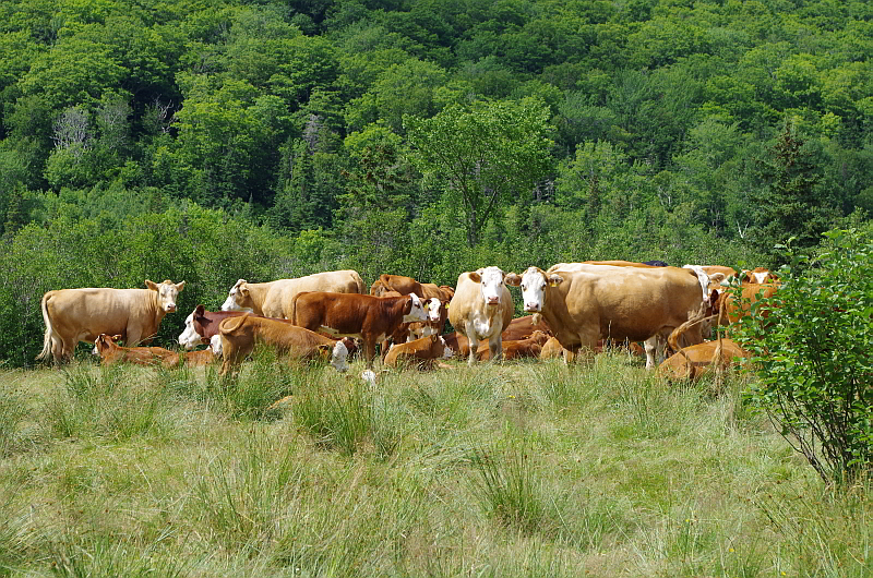 Inverness cattle