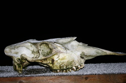 moose skull