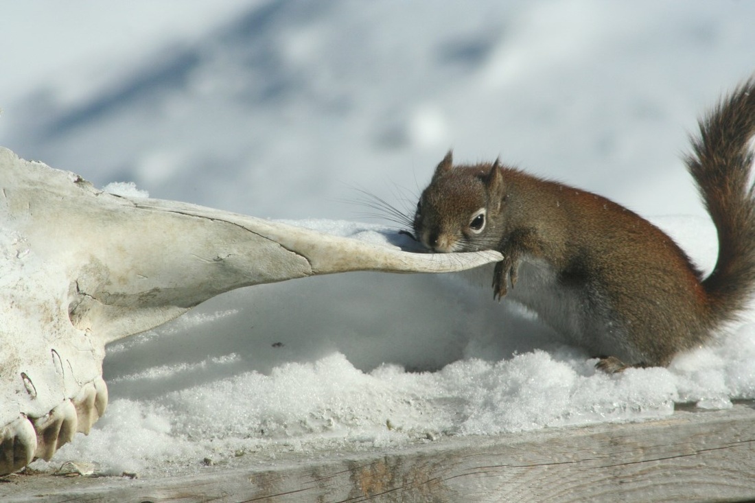 squirrel gnaiwng on moose skull