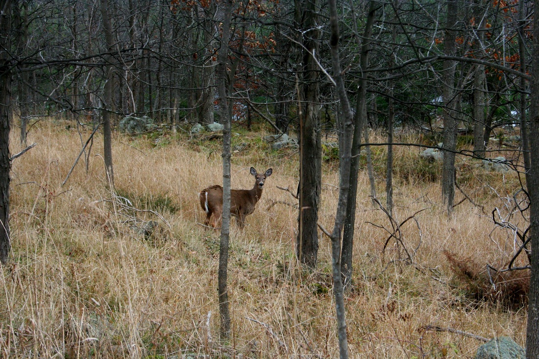 deer in Frontenac Park