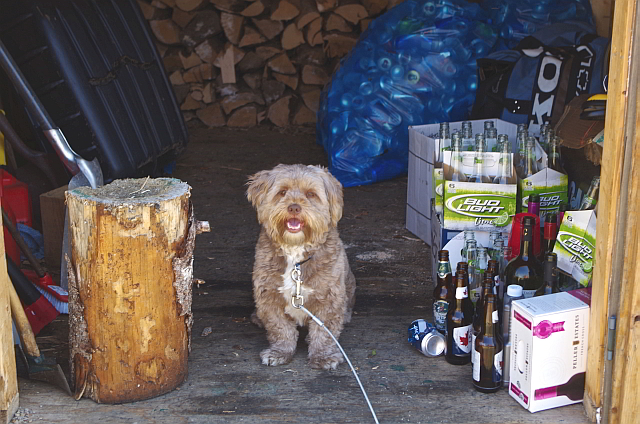 dog and beer bottles