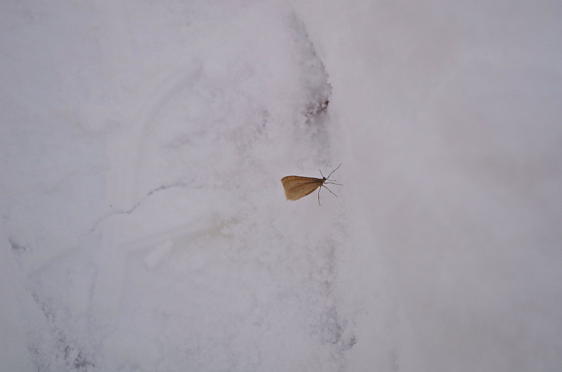 moth on snow