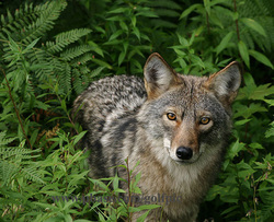 Eastern CoyotePicture