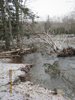tree snatched by Middle River