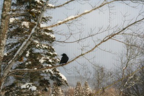 Crow and Grosbeak