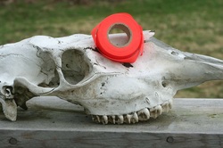 orange tape on moose skull