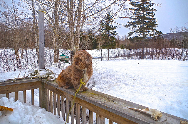 dog on snowy porch